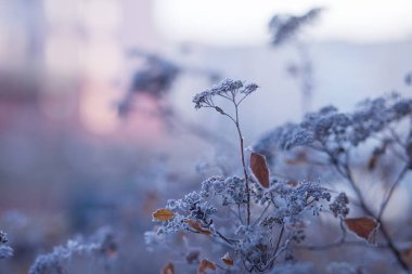 Çayırdaki kuru çimlerde istifçilik. Buzla kaplı çimenler, vahşi akış