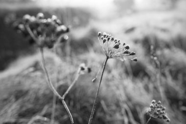 Çayırdaki kuru çimlerde istifçilik. Buza bulanmış çimen ya da vahşi kuş.