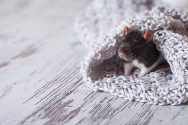 2020 yılının Noel fare sembolü. Fare yılı. Çene