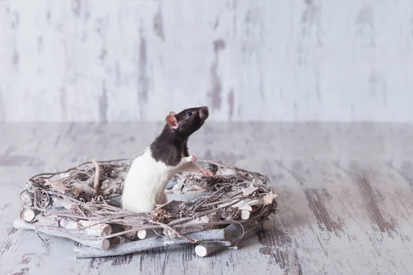 Rat de Noël Symbole de la nouvelle année 2020. Année du rat. Chin ! — Photo