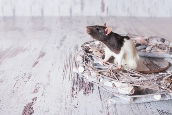 Rat de Noël Symbole de la nouvelle année 2020. Année du rat. Chin ! — Photo