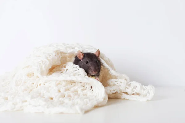 Mignon rat domestique sur une assiette en tricot blanc. Symbole du nouveau oui — Photo