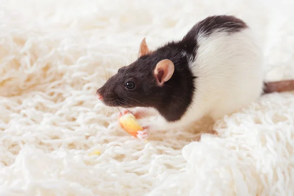 Mignon rat domestique sur une assiette en tricot blanc. Symbole du nouveau oui — Photo