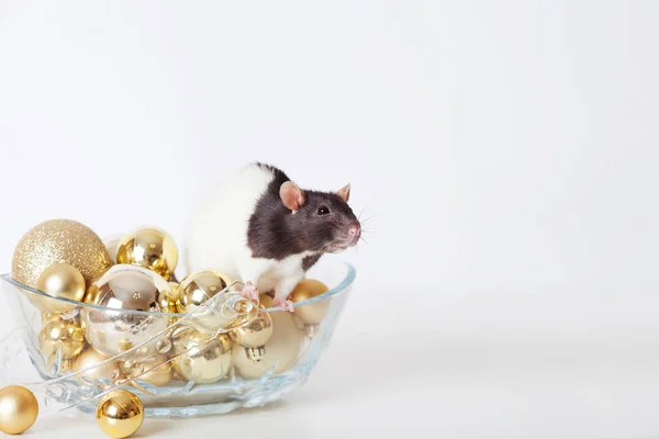 Mignon rat domestique avec des boules de Noël dorées. Symbole du nouveau — Photo