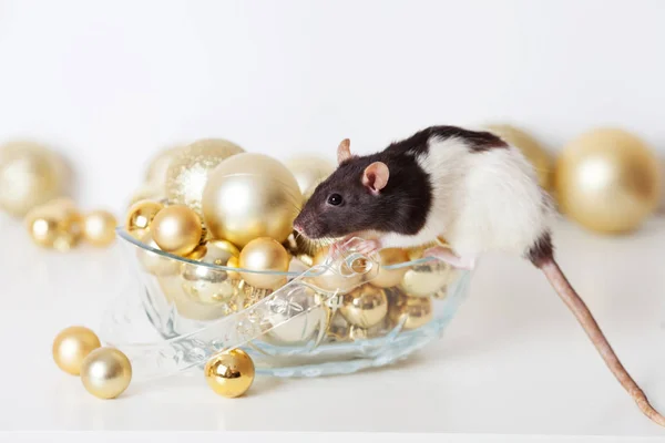 Mignon rat domestique avec des boules de Noël dorées. Symbole du nouveau — Photo