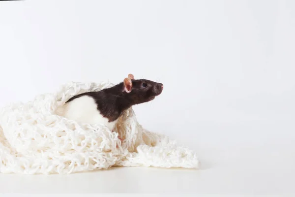 Mignon rat domestique sur une assiette en tricot blanc. Symbole du nouveau oui — Photo