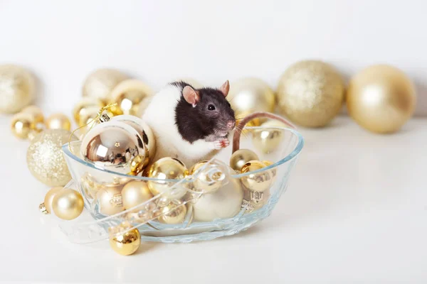 Χαριτωμένος αρουραίος με χρυσά Χριστουγεννιάτικα μπαλάκια. Σύμβολο του νέου — Φωτογραφία Αρχείου