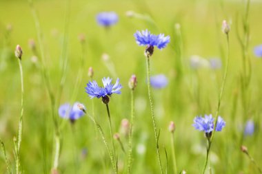 Mavi Cornflower (Centaurea siyanus) çiçekleri