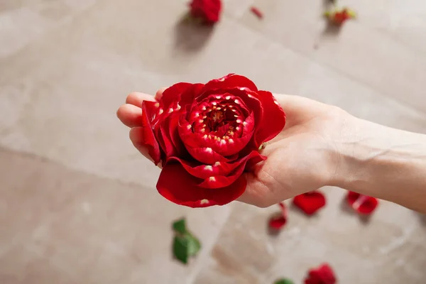 Beautiful and natural. Close-up of beautiful female hands holding flower