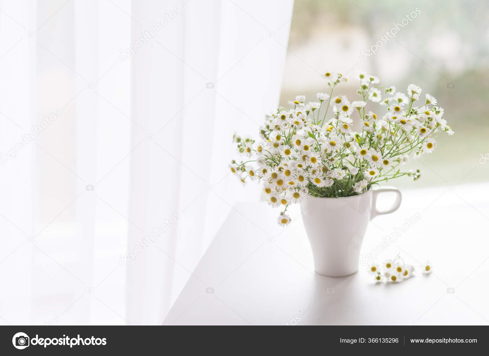 白いカップに優しいカモミールの花束 部屋の朝の光 柔らかい家庭の装飾 白い壁の背景と木製のテーブルの上に白い花の花瓶 内装だ グリーティングカード スペースのコピー ストック写真 C Liudmila Fadzeyeva Gmail Com