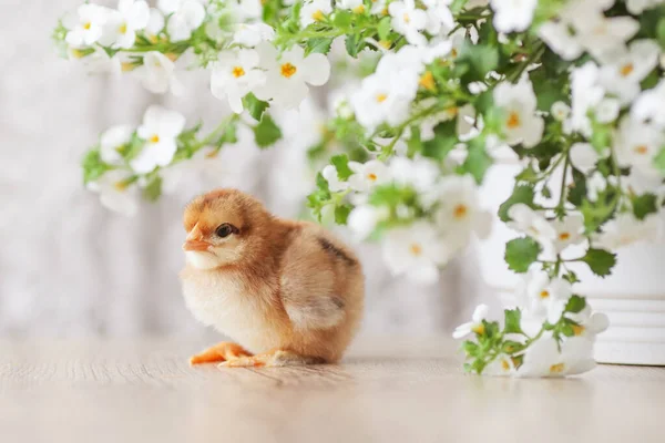 Newborn fluffy fledgling chicken against the background of white flowers. Symbol of spring, holiday, easter, congratulations. Copy space