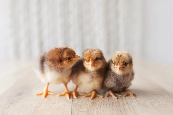 Newborn Fluffy Fledgling Chickens Light Background Symbol Spring Holiday Easter — Stock Photo, Image