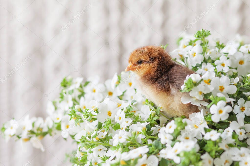 Newborn fluffy fledgling chicken against the background of white flowers. Symbol of spring, holiday, easter, congratulations. Copy space