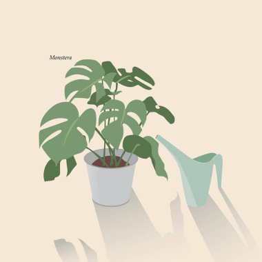 Monstera bitki 