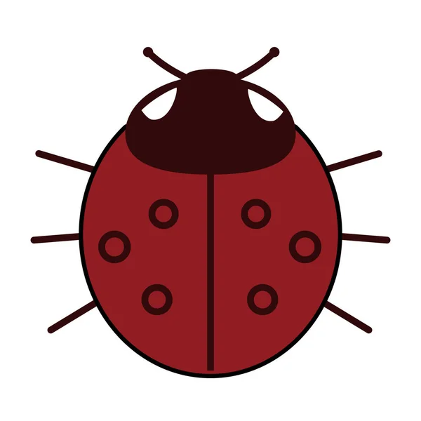 Ladybird op witte achtergrond. Vectorillustratie. — Stockvector