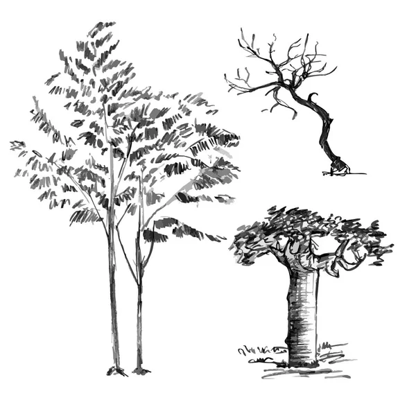 Albero nero disegnato a mano isolato su sfondo bianco. Rami di piccola pianta su illustrazione vettoriale. Semplice schizzo grigio . — Vettoriale Stock