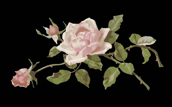 Rosa rosa delicata e boccioli su sfondo nero — Vettoriale Stock