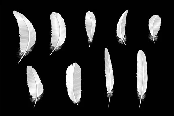 Conjunto de varias plumas de pájaro blanco sobre fondo negro . — Archivo Imágenes Vectoriales