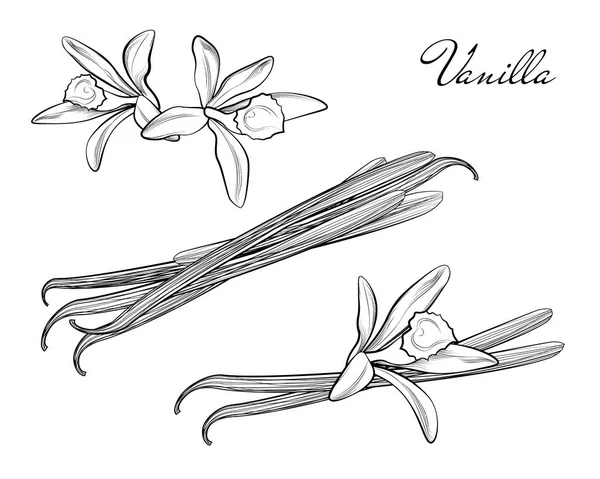 Pod vanili atau tongkat gambar tangan sketsa terisolasi pada latar belakang putih. Vanillas doodle vektor bumbu. Aroma tanaman vanili - Stok Vektor
