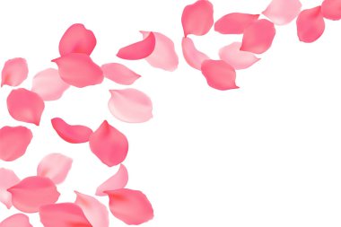 Gül yaprakları parlak pembe çiçeği düşüyor. Sakura kiraz uçan çiçekler. 3D gerçekçi tasarım. Vektör çizim