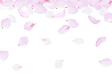 Gül yaprakları yumuşak narin pembe çiçeği düşüyor. Sakura kiraz uçan çiçekler. 3D gerçekçi tasarım. Vektör çizim