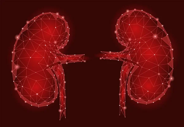 Kidneys internal organ men 3d low poly geometric model. Urology system medicine treatment. Future science technology polygonal geometric wire mesh vector illustration — Stock Vector