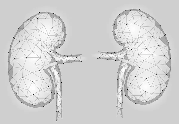 Riñones órganos internos hombres 3d modelo geométrico poli baja. Tratamiento de la medicina del sistema urológico. Futura ciencia tecnología geométrica poligonal gris blanco vector ilustración — Vector de stock