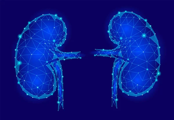 Riñones órganos internos hombres 3d modelo geométrico poli baja. Tratamiento de la medicina del sistema urológico. Futura ciencia tecnología poligonal geométrica azul vector ilustración — Archivo Imágenes Vectoriales