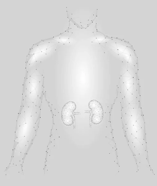 Muži vnitřních orgánů ledviny silueta 3d nízké poly geometrického modelu. Urologie systému medicína léčba. Budoucí věda technologie polygonální geometrické drátěné pletivo vektorové ilustrace — Stockový vektor