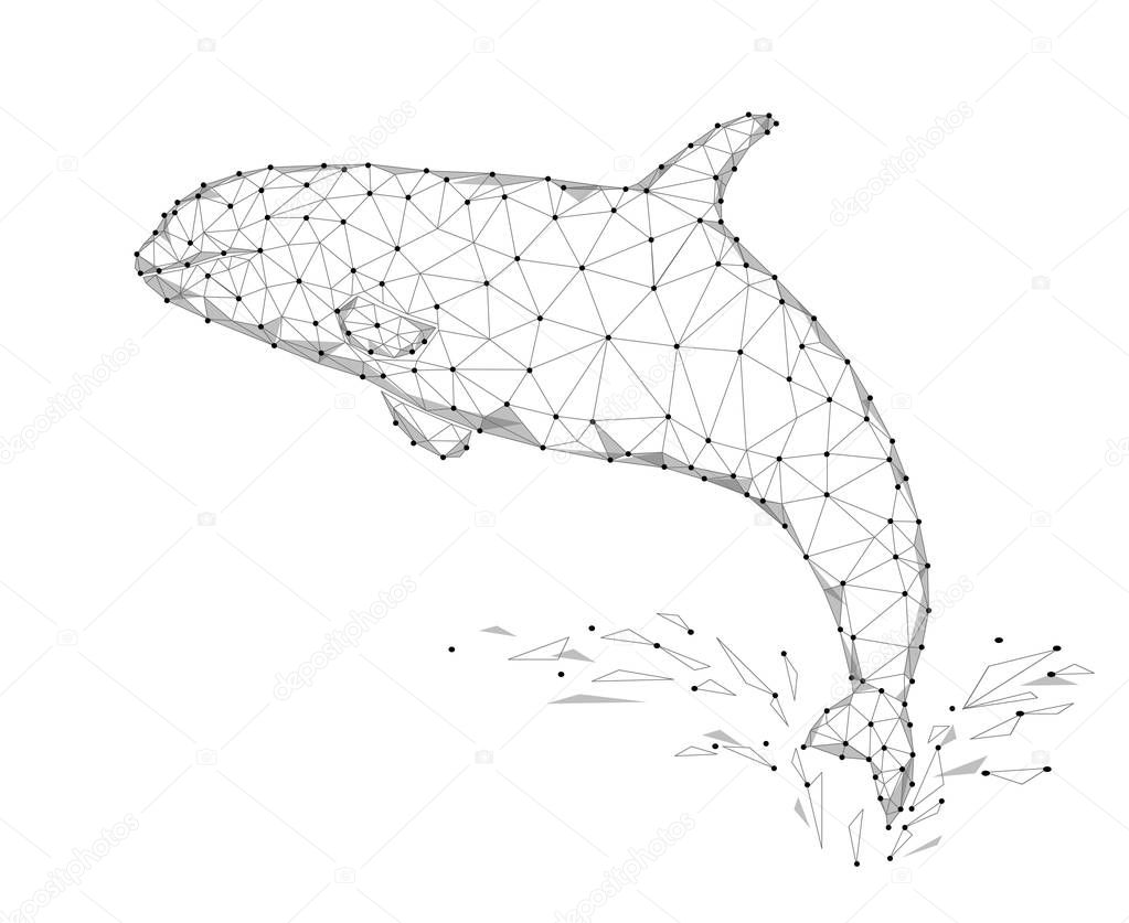 Killer whale 3d polygonal triangle model. Underwater sea wild danger monster. Abstract gray white connected dots wire mesh logo water splash vector illustration art