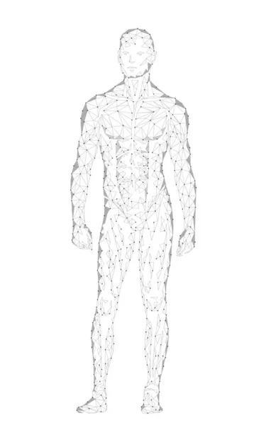 Forte sano corpo umano in piedi modello 3D basso poli design. androide robot umanoide ottimale perfetto uomo forma sportiva fitness. Illustrazione vettoriale grigio bianco della particella della linea di punto geometrica poligonale — Vettoriale Stock
