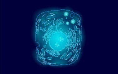 Hayvan insan hücre yapısı Eğitim Bilim. Mikroskop 3d ökaryotik çekirdeği organel tıp teknolojisi analiz. Mavi Biyoloji poster izole şablon satırı sanat vektör çizim parlayan