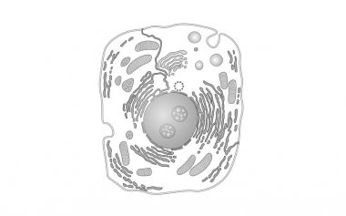 Hayvan insan hücre yapısı Eğitim Bilim. Mikroskop 3d ökaryotik çekirdeği organel tıp analiz. Parlayan beyaz gri Biyoloji poster izole şablon satırı sanat vektör çizim