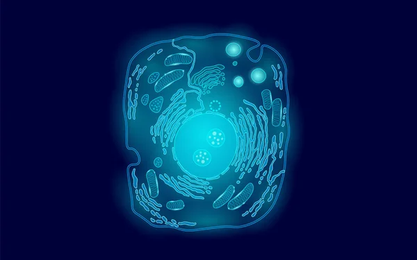 Tierische menschliche Zellstruktur Bildungswissenschaften. Mikroskop 3D eukaryotische Nukleus Organelle Medizintechnik Analyse. glühend blau Biologie Plakatvorlage isoliert Linie Kunst Vektor Illustration — Stockvektor