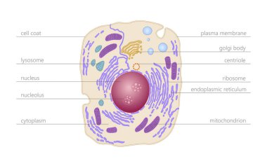 Animal human cell structure educational science. Microscope 3d eukaryotic nucleus organelle medicine technology analysis. Glowing colored biology poster template isolated line vector illustration clipart