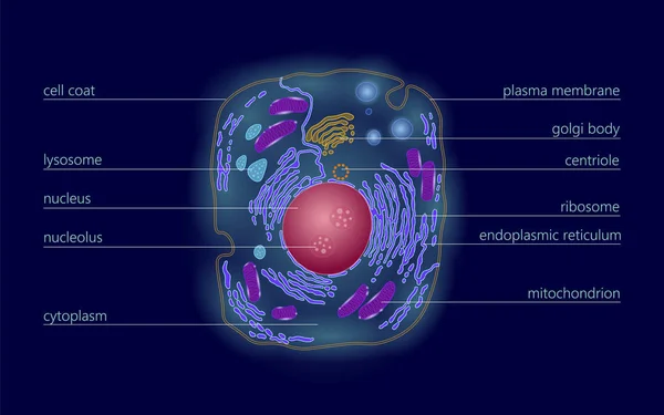 動物細胞構造教育科学。顕微鏡 3 d 真核生物の核細胞小器官医学技術分析。白熱色の生物学ポスター テンプレート分離線ベクトル図 — ストックベクタ