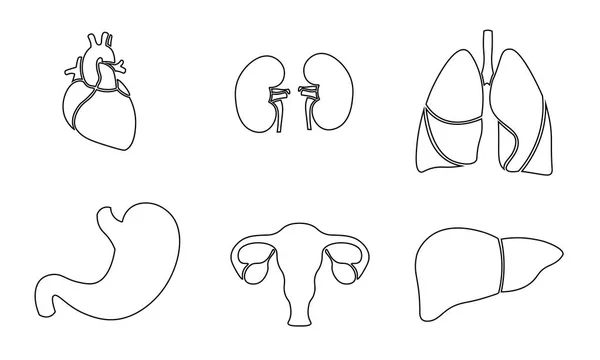 Lidského orgánu ikonu symbol lékařství logo sada. Srdce ledvin plic dělohu žaludku jater inovace lékařské linie umění centrum vektorové ilustrace — Stockový vektor