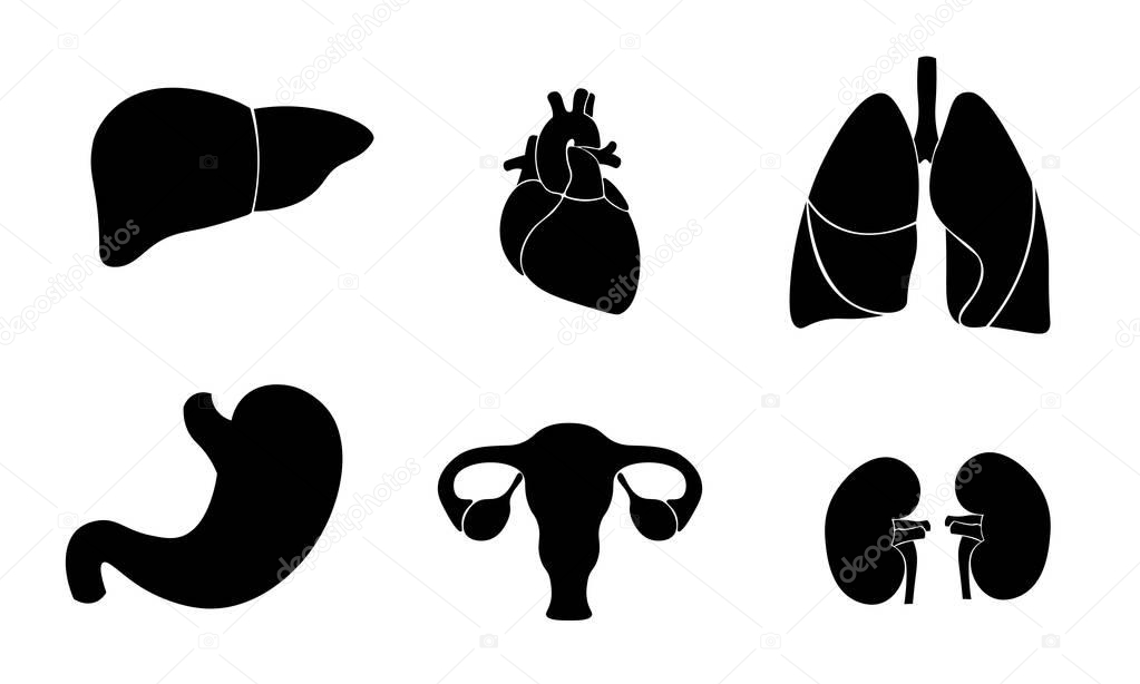 Human organ icon symbol medicine logo set. Heart kidney lungs womb stomach liver innovation medical flat color center vector illustration