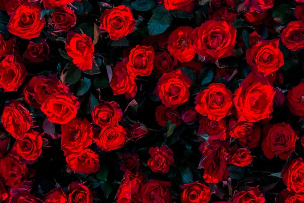 Red roses flower background - natural texture of love — Stock Photo, Image