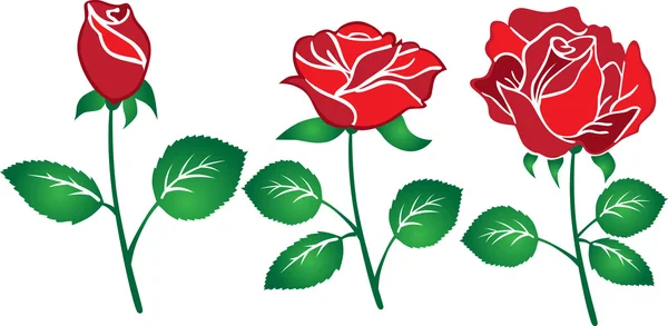 Цветок красной розы набор векторной иллюстрации белый фон — стоковый вектор