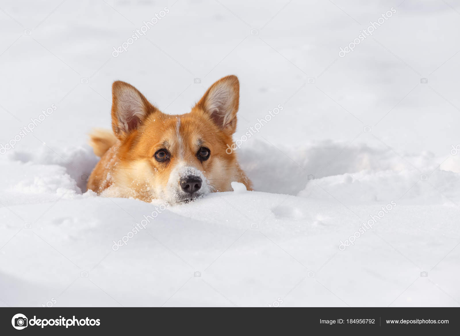 depositphotos_184956792-stock-photo-dog-welsh-corgi-cardigan-in.jpg