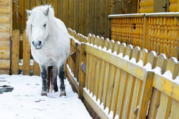 White pony on the background of a wooden fence