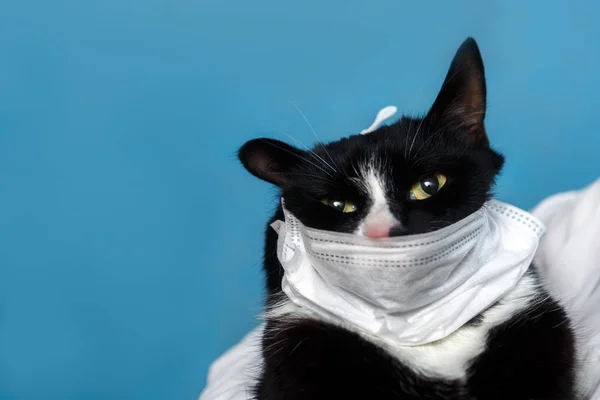 Cat in a medical mask
