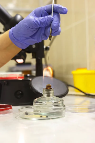 A medical worker in the laboratory disinfects the instrument on the flame of an alcohol lamp. Hands of a medical worker in gloves close up