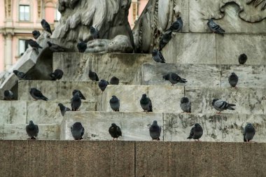 Taş heykelin üzerinde oturan ve dinlenen bir çok güvercinin ayrıntıları..