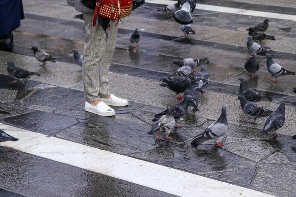 Gente Está Alimentando Las Palomas Pie Pavimento Plaza Milán Italia —  Fotos de Stock