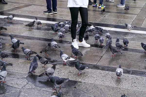 Les Gens Nourrissent Les Pigeons Debout Sur Trottoir Place Milan — Photo