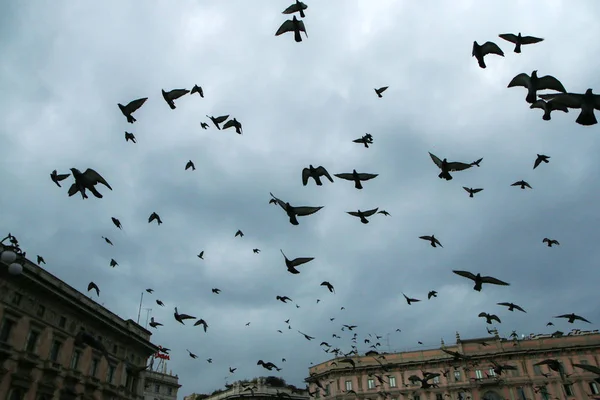 Lot Pigeons Flying People Roofs Houses Milan Italy Gloomy Rainy — Stock Photo, Image