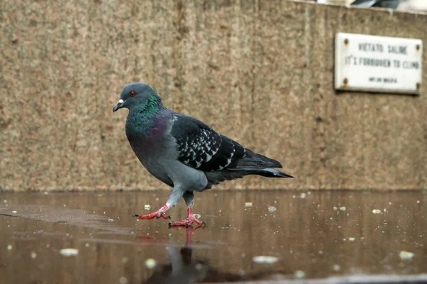 Curious Wild Shy Pigeon Looking You Milan — Stock Photo, Image