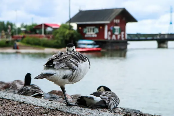 赫尔辛基湖畔的一只加拿大鹅 它是平静的 看着周围 — 图库照片